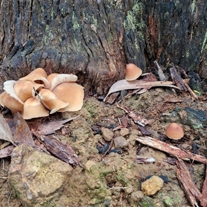 Unverified Cap on a stem; gills below cap [mushrooms or mushroom-like] at Wombeyan Caves, NSW - Today by trevorpreston