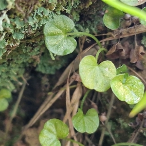 Unverified Other Wildflower or Herb at Wombeyan Caves, NSW - Today by trevorpreston