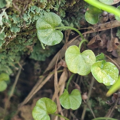 Dichondra repens (Kidney Weed) at Wombeyan Caves, NSW - 17 May 2025 by trevorpreston