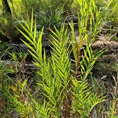 Stypandra glauca (Nodding Blue Lily) at Wombeyan Caves, NSW - Today by trevorpreston