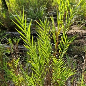 Stypandra glauca (Nodding Blue Lily) at Wombeyan Caves, NSW - Today by trevorpreston