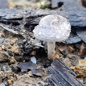 Unverified Cap on a stem; gills below cap [mushrooms or mushroom-like] at Wombeyan Caves, NSW - Today by trevorpreston