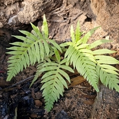 Blechnum cartilagineum (Gristle Fern) at Wombeyan Caves, NSW - Today by trevorpreston