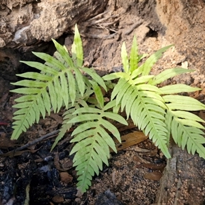 Blechnum nudum at Wombeyan Caves, NSW - Today by trevorpreston