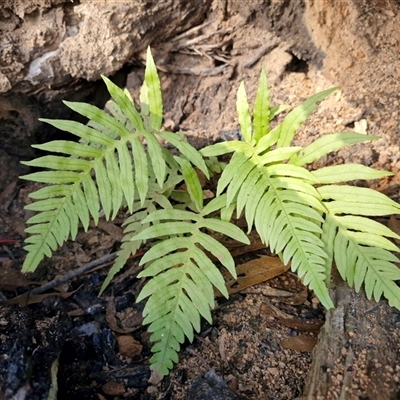Blechnum cartilagineum (Gristle Fern) at Wombeyan Caves, NSW - Today by trevorpreston