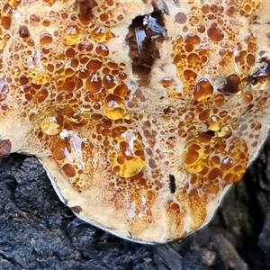 Unverified Other fungi on wood at Wombeyan Caves, NSW - Today by trevorpreston