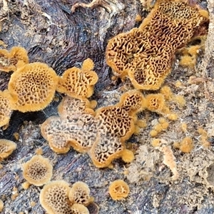 Unverified Other fungi on wood at Wombeyan Caves, NSW - Today by trevorpreston