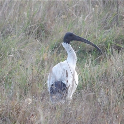 Threskiornis molucca (Australian White Ibis) at Braidwood, NSW - 17 May 2025 by MatthewFrawley