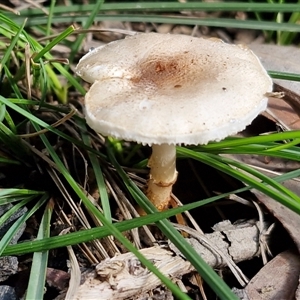 Unverified Cap on a stem; gills below cap [mushrooms or mushroom-like] at Wombeyan Caves, NSW - Today by trevorpreston