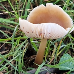 Unverified Cap on a stem; gills below cap [mushrooms or mushroom-like] at Wombeyan Caves, NSW - 17 May 2025 by trevorpreston