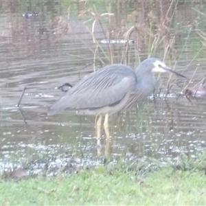 Egretta novaehollandiae at Braidwood, NSW - Today by MatthewFrawley