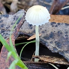Mycena sp. (genus) (Mycena) at Wombeyan Caves, NSW - 17 May 2025 by trevorpreston