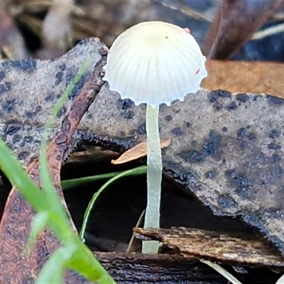 Mycena sp. (genus) (Mycena) at Wombeyan Caves, NSW - 17 May 2025 by trevorpreston