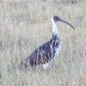 Threskiornis spinicollis at Braidwood, NSW - Today by MatthewFrawley