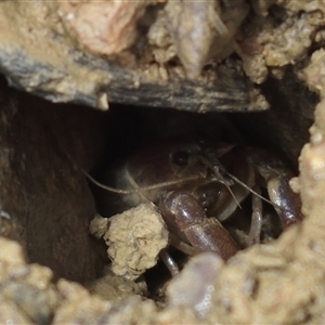 Cherax destructor at Forde, ACT - 23 Feb 2022 by davidcunninghamwildlife