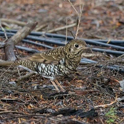 Zoothera lunulata (Bassian Thrush) at Acton, ACT - 14 May 2025 by Kenp12