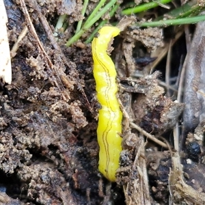 Caenoplana sulphurea (A Flatworm) at Wombeyan Caves, NSW - Today by trevorpreston