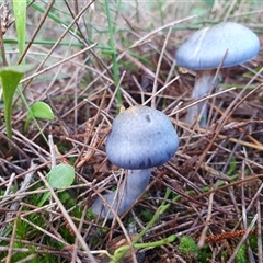 Cortinarius rotundisporus at Wingello, NSW - 16 May 2025 by Aussiegall