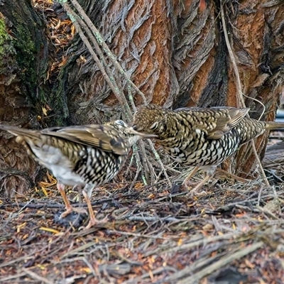 Zoothera lunulata (Bassian Thrush) at Acton, ACT - 14 May 2025 by Kenp12