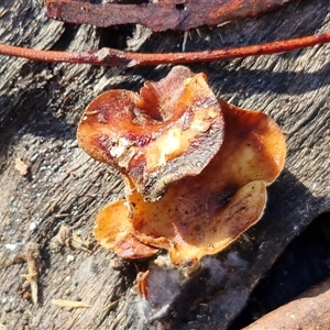 Unverified Cap on a stem; none of the above at Wombeyan Caves, NSW - Today by trevorpreston