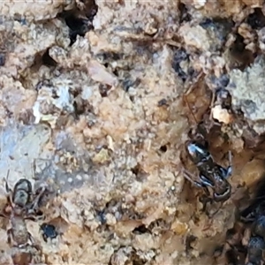 Rhytidoponera sp. (genus) at Wombeyan Caves, NSW - Today by trevorpreston