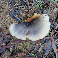 Omphalotus nidiformis (Ghost Fungus) at Wombeyan Caves, NSW - Yesterday by trevorpreston