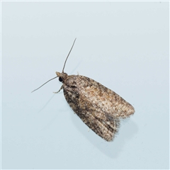 Meritastis umbrosa (A Tortricid moth (Epitymbiini)) by DPRees125