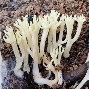 Unverified Coralloid fungus, markedly branched at Wombeyan Caves, NSW - Today by trevorpreston