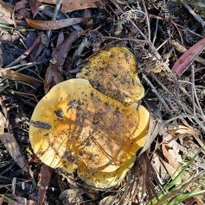 Cortinarius sp. (Cortinarius) at Wombeyan Caves, NSW - 17 May 2025 by trevorpreston