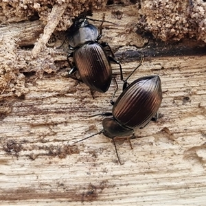 Adelium sp. (genus) at Wombeyan Caves, NSW - Today by trevorpreston