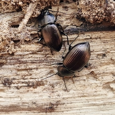 Adelium sp. (genus) (Adelium darkling beetle) at Wombeyan Caves, NSW - Yesterday by trevorpreston