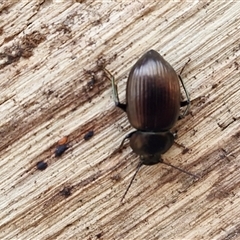 Adelium sp. (genus) at Wombeyan Caves, NSW - 17 May 2025 10:12 AM