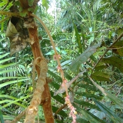 Davidsonia pruriens at Mowbray, QLD - 19 Feb 2012 10:26 AM