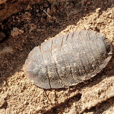 Laxta sp. (genus) (Bark cockroach) at Wombeyan Caves, NSW - Yesterday by trevorpreston