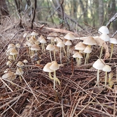 Mycena sp. at Wingello, NSW - 16 May 2025 by Aussiegall