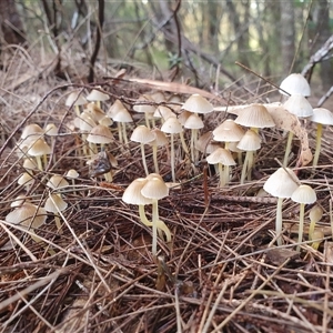 Mycena sp. at Wingello, NSW - Yesterday by Aussiegall