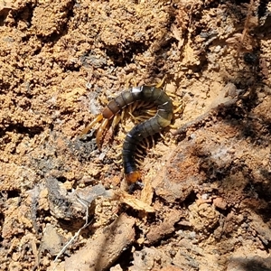 Cormocephalus aurantiipes at Wombeyan Caves, NSW - Today by trevorpreston