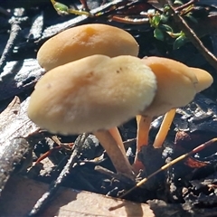 Unverified Cap on a stem; gills below cap [mushrooms or mushroom-like] at Wombeyan Caves, NSW - 17 May 2025 by trevorpreston