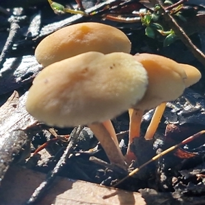 Unverified Cap on a stem; gills below cap [mushrooms or mushroom-like] at Wombeyan Caves, NSW - Today by trevorpreston
