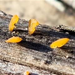 Unverified Clubs/stalks on wood or on leaf/twig litter at Wombeyan Caves, NSW - Yesterday by trevorpreston