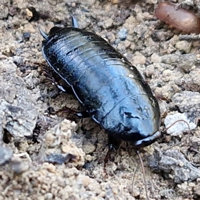 Platyzosteria melanaria (Common Eastern Litter Runner) at Wombeyan Caves, NSW - Yesterday by trevorpreston