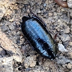Platyzosteria melanaria at Wombeyan Caves, NSW - 17 May 2025 10:07 AM