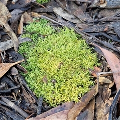Cladia sp. (genus) at Wombeyan Caves, NSW - 17 May 2025 by trevorpreston
