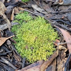 Cladia corallaizon at Wombeyan Caves, NSW - Today by trevorpreston