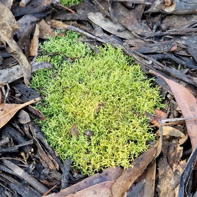 Cladia sp. (genus) at Wombeyan Caves, NSW - 17 May 2025 by trevorpreston