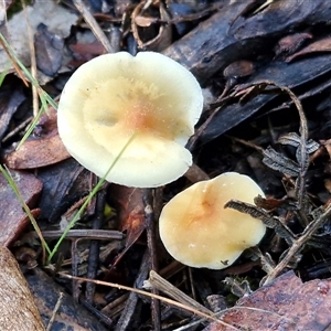Unverified Cap on a stem; gills below cap [mushrooms or mushroom-like] at Wombeyan Caves, NSW - Today by trevorpreston