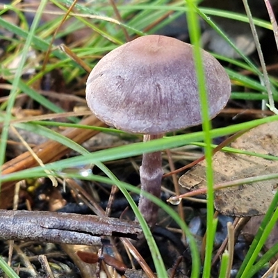 Cortinarius rotundisporus at Wombeyan Caves, NSW - 17 May 2025 by trevorpreston