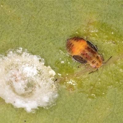Glycaspis sp. (genus) (Unidentified sugary lerp) at Bruce, ACT - 15 May 2025 by kasiaaus