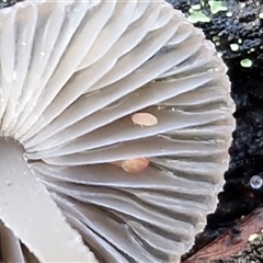 Neanuridae (family) at Wombeyan Caves, NSW - 17 May 2025 09:59 AM