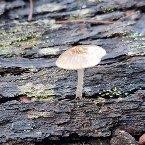 Unverified Cap on a stem; gills below cap [mushrooms or mushroom-like] at Wombeyan Caves, NSW - Today by trevorpreston